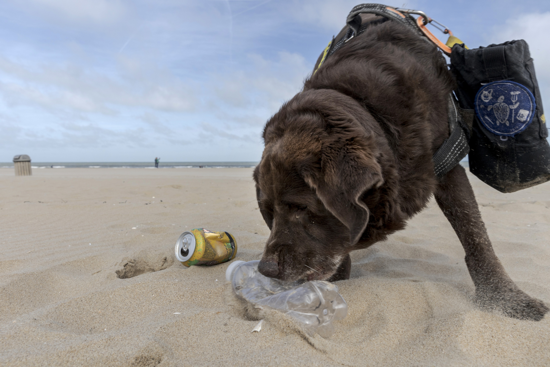 Hond Joy pakt een leeg flesje van het strand